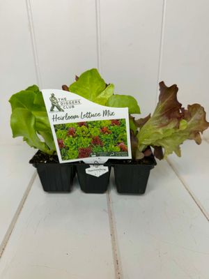 Lettuce 'Heirloom Mix' (Diggers) – Seedling Punnet