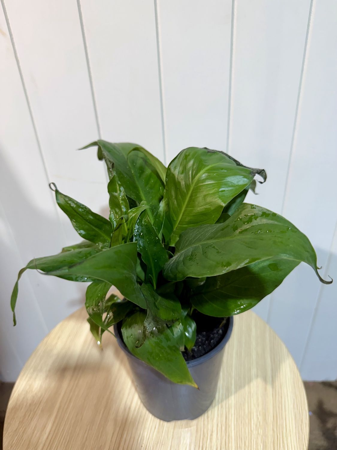 SPATHIPHYLLUM Sweet Rocco - Peace Lily- 14cm