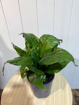 SPATHIPHYLLUM Sweet Rocco - Peace Lily- 14cm