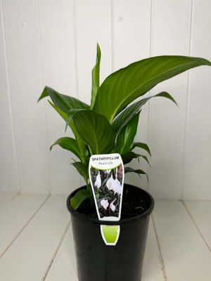 Spathiphyllum 'Sweet Rocco' (Peace Lily) – 14cm