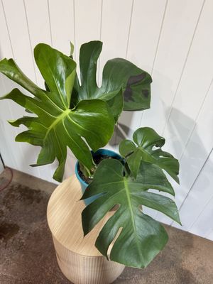 MONSTERA DELICIOSA - 200mm