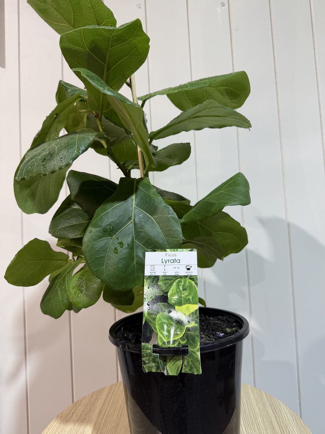 Fiddle Leaf Fig - FICUS Lyrata - 18cm