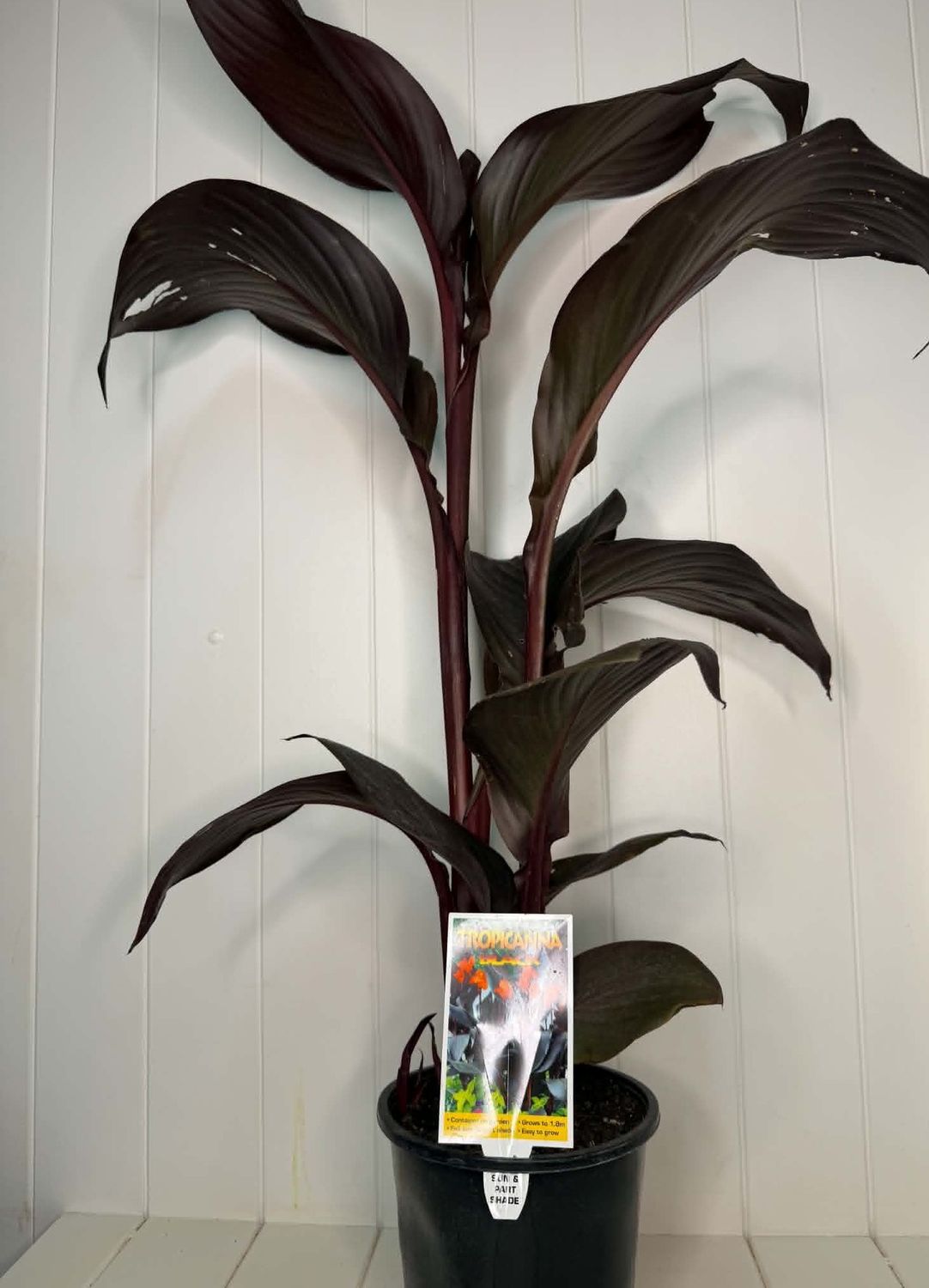 Canna 'Tropicana Black' – 170mm