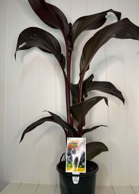 Canna 'Tropicana Black' – 170mm