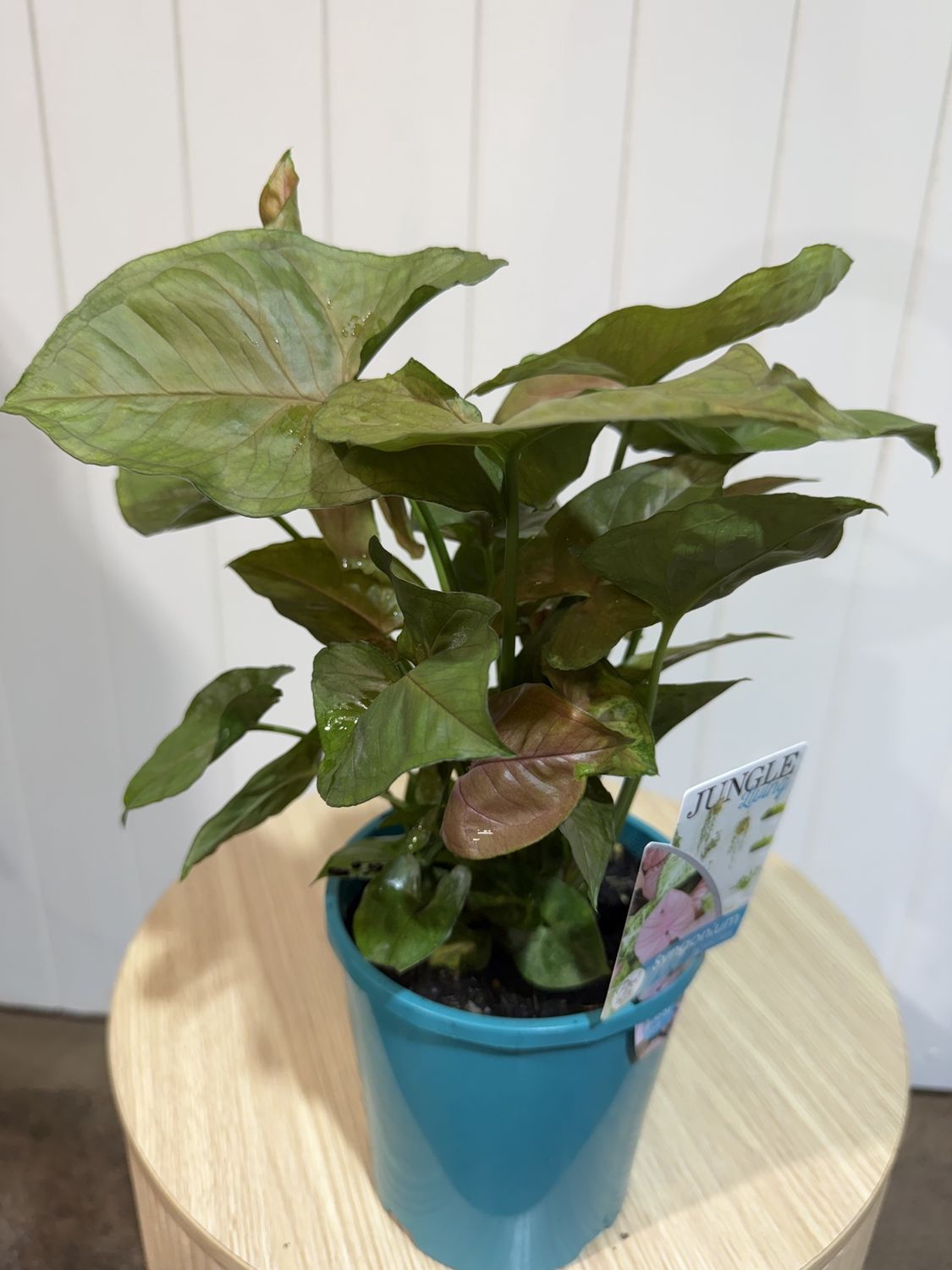 SYNGONIUM BERRY 140mm