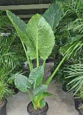 Alocasia Macrorrhizos (Giant Elephant Ear) – 250mm Pot