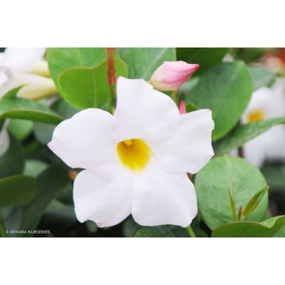Dipladenia - My Fair Lady - 14cm