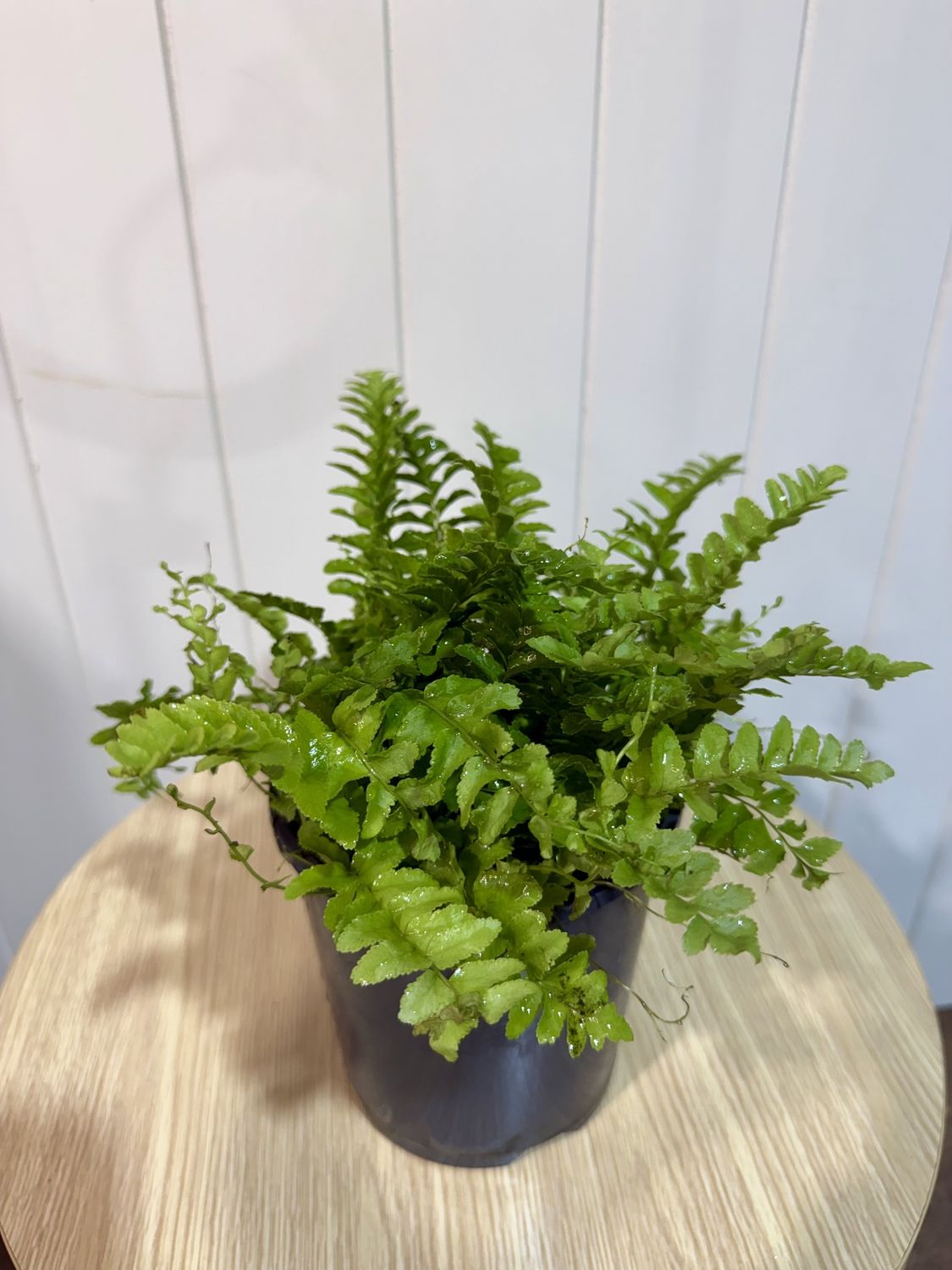 Boston Fern - NEPHROLEPIS Pom Pom - 14cm
