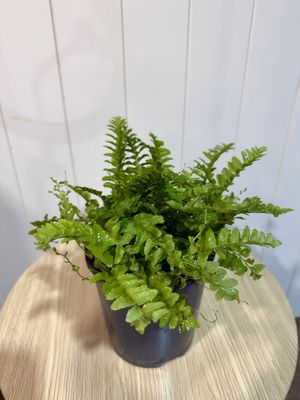 Boston Fern - NEPHROLEPIS Pom Pom - 14cm