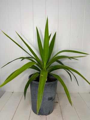 Yucca elephantipes (Spineless Yucca) – 5L Pot