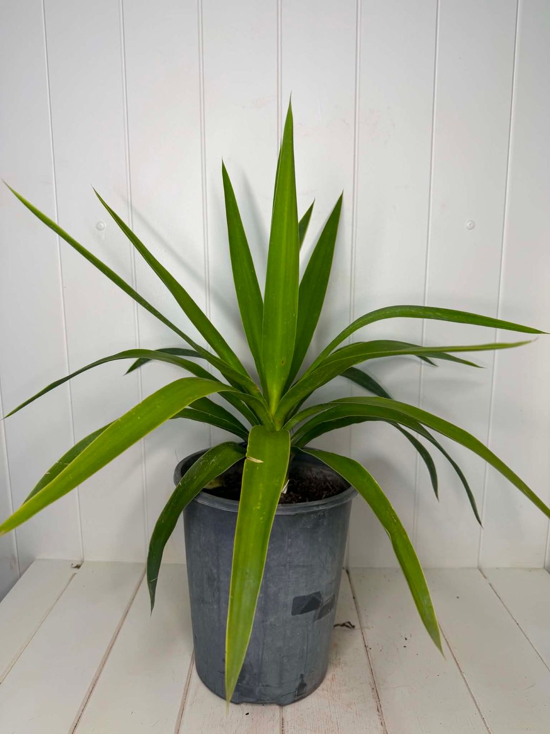 Yucca elephantipes (Spineless Yucca) – 5L Pot