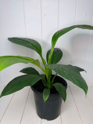 Spathiphyllum Sensation - Peace Lily - 18cm