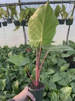 Alocasia Imperial Red- 200mm
