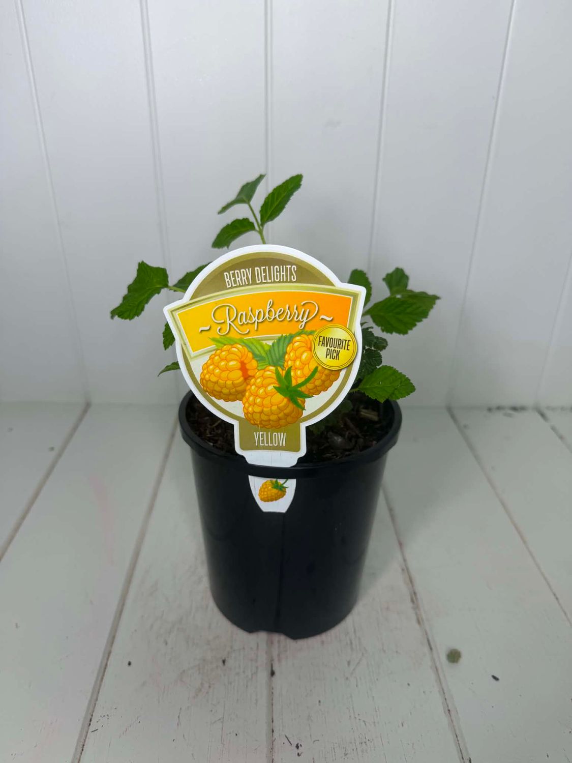 Rubus 'Raspberry Yellow' - 140ml