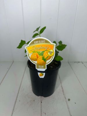 Rubus 'Raspberry Yellow' - 140ml