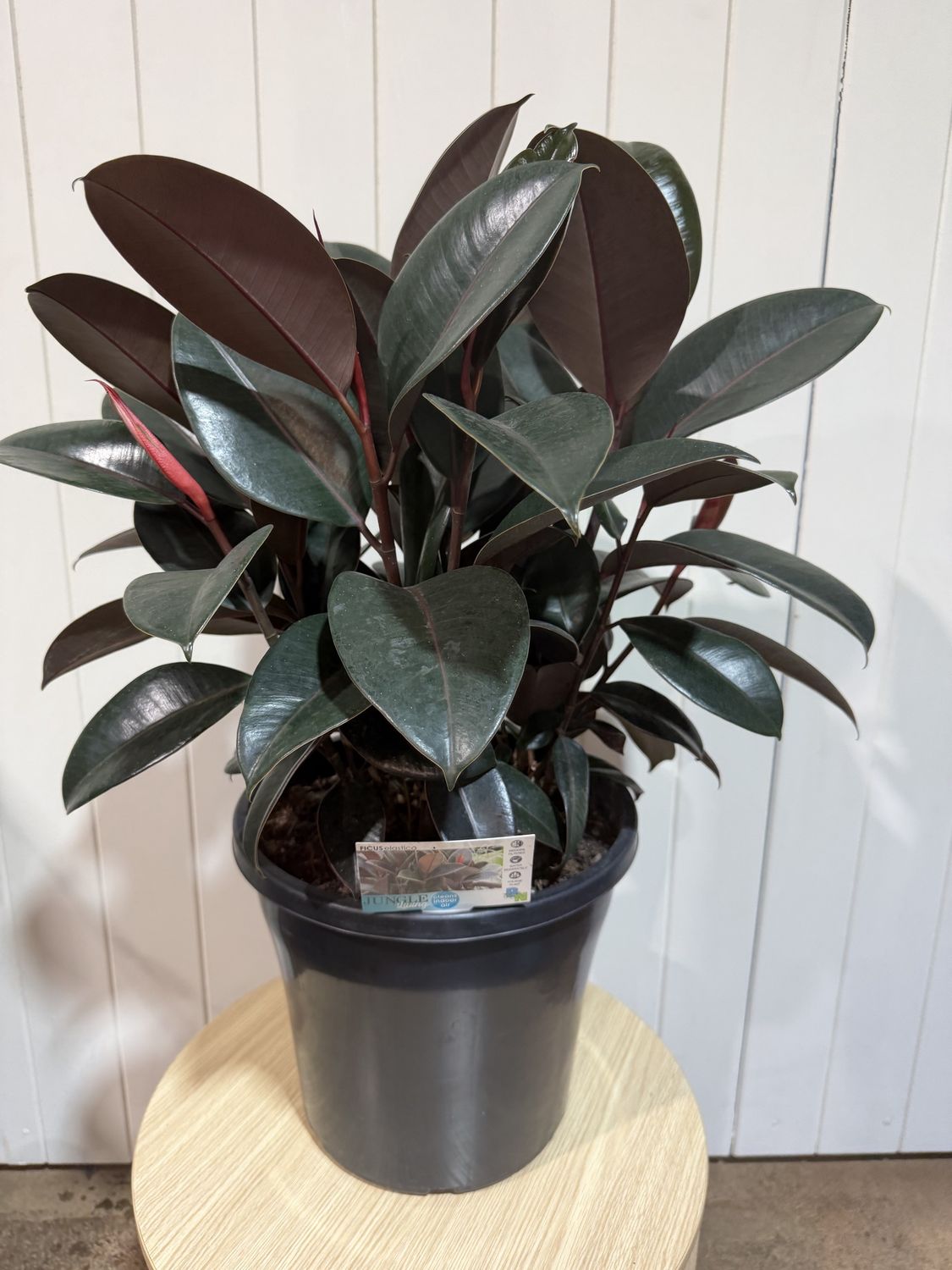 Rubber Plant - Ficus Elastica Burgundy - 250mm