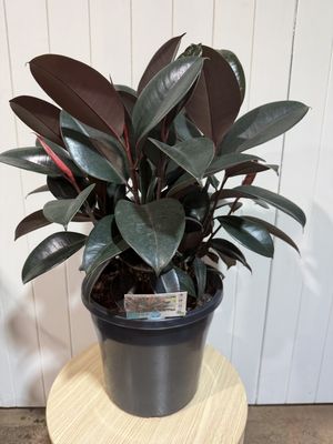 Rubber Plant - Ficus Elastica Burgundy - 250mm