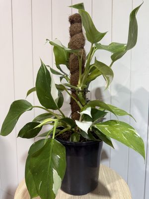 Philodendron – White Wizard Totem -200mm