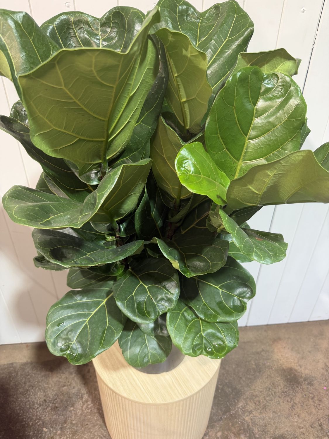 Ficus Lyrata - Fiddle Leaf Fig – 250mm