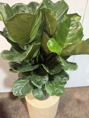 Ficus Lyrata - Fiddle Leaf Fig – 250mm