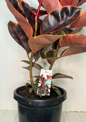 Ficus elastica 'Ruby' (Rubber Tree) – 30cm Pot