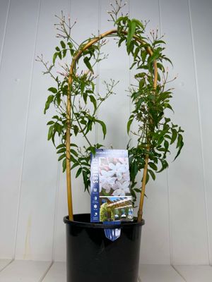 Jasminum polyanthum (Pink Jasmine) – 140mm Pot