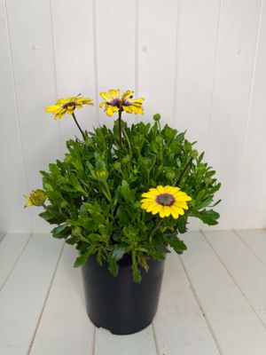 Osteospermum 'Blue Eyed Beauty' (African Daisy) – 170mm