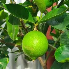 Citrus Non Grafted-  Tahitian Lime - 180ml