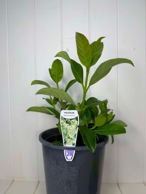 Viburnum odoratissimum (Sweet Viburnum) – 5L Pot