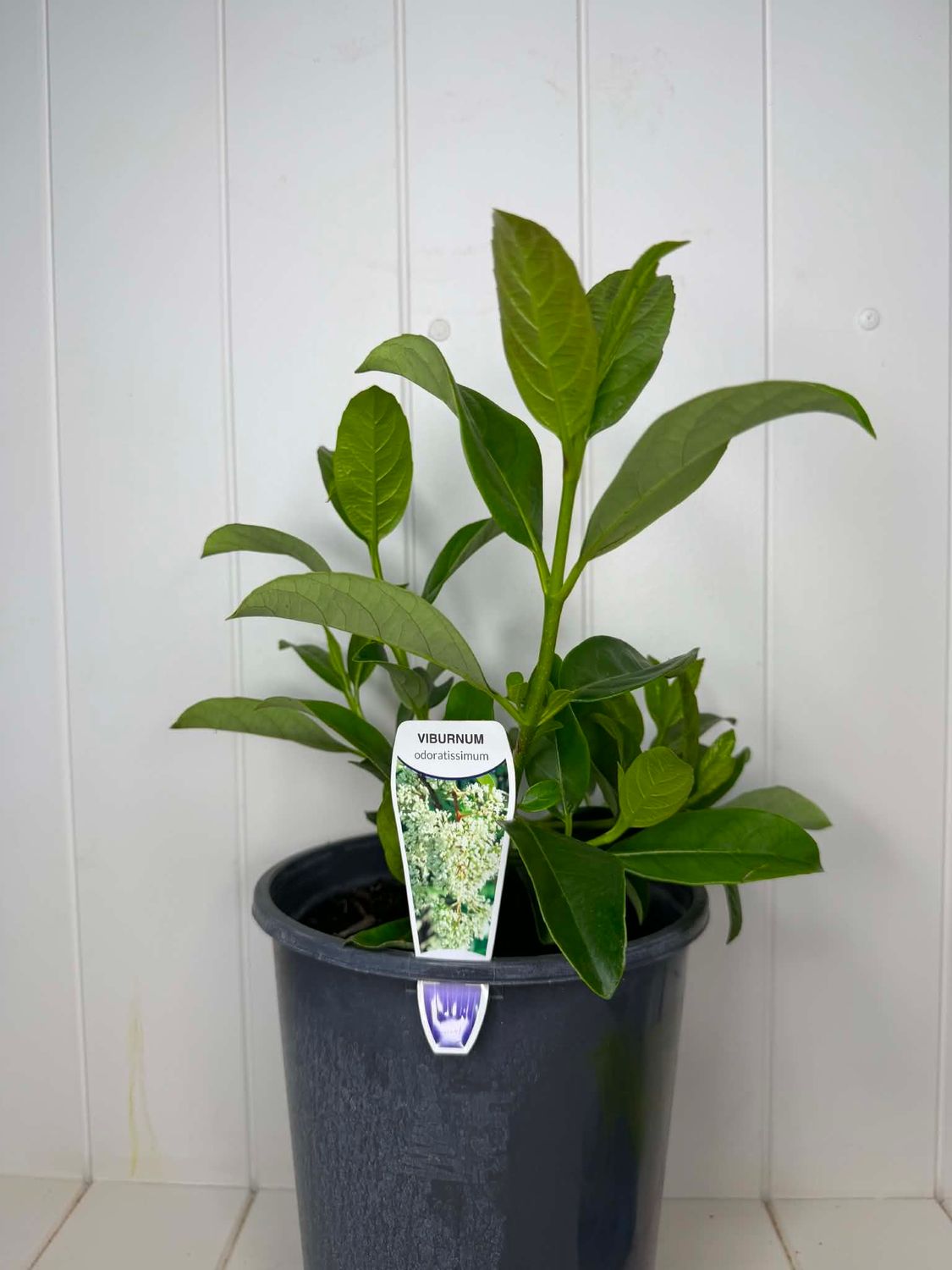 Viburnum odoratissimum (Sweet Viburnum) – 5L Pot