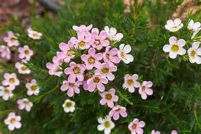 "Geraldton Wax" Chamelaucium - Cha Cha - 175mm