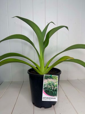 Arthropodium cirratum (Renga Renga Lily) – 180mm Pot