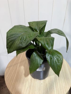 Spathiphyllum Sensation - Peace Lily - 14cm