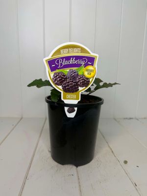 Rubus 'Blackberry' - 140ml