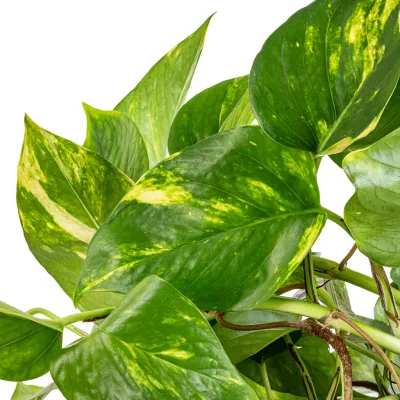 Epipremnum aureum (Devil's Ivy) – Hanging Basket 180mm