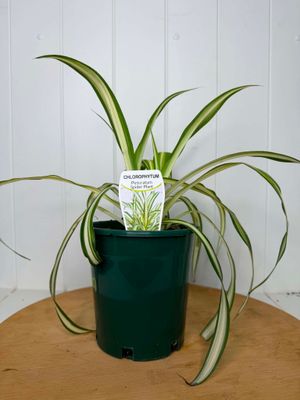 Chlorophytum - Comosum - Spider Plant - 140mm