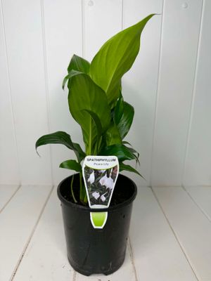 Spathiphyllum 'Flower Bunch' (Peace Lily) – 140mm