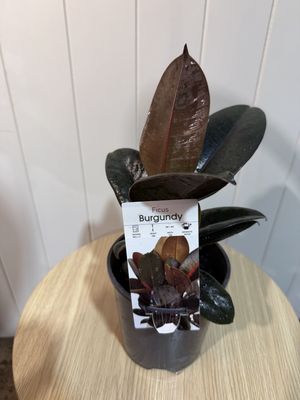 Rubber Plant - FICUS Burgundy - 14cm