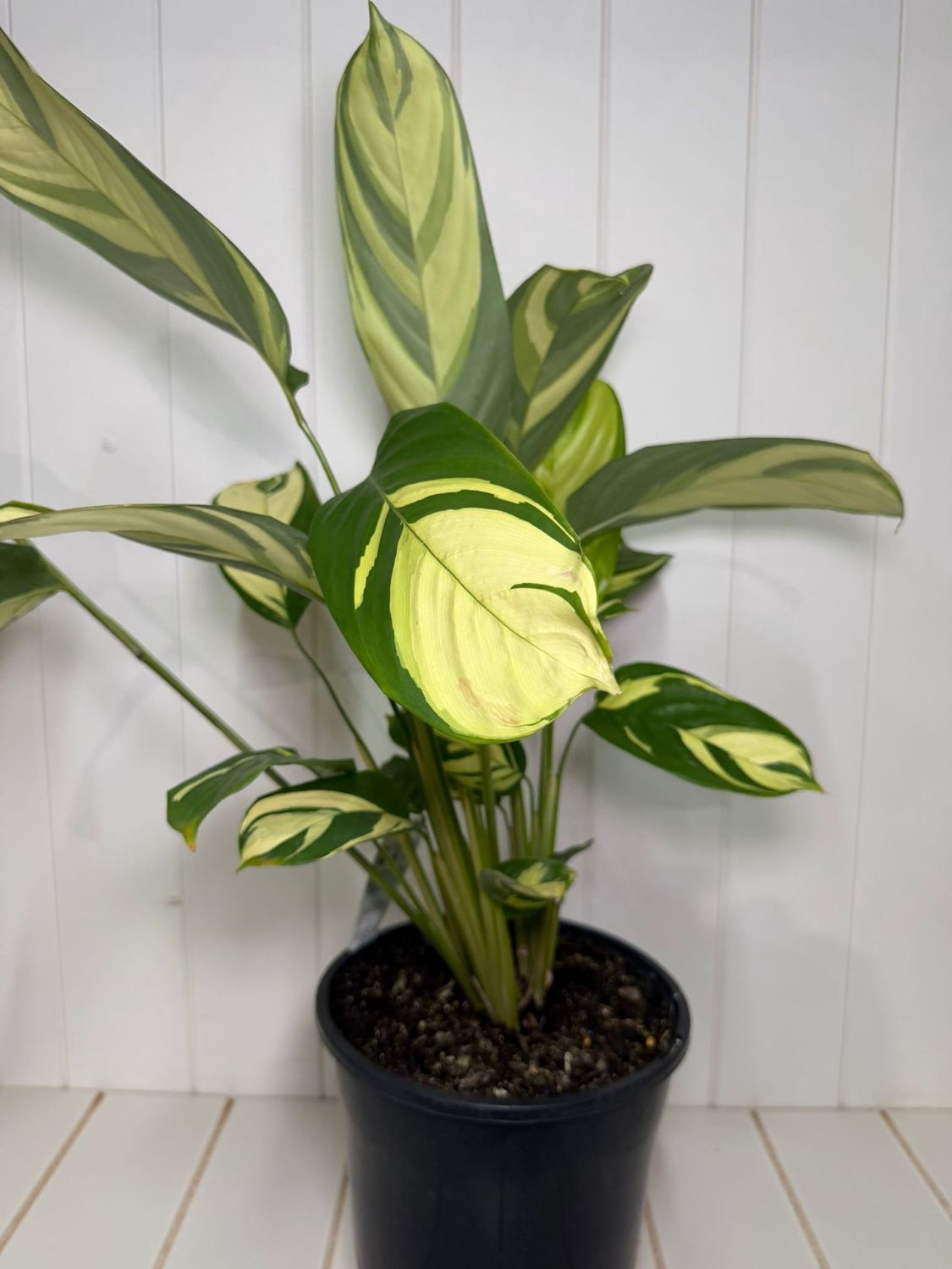 CTENANTHE PILOSA - 200mm