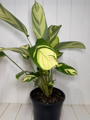 CTENANTHE PILOSA - 200mm