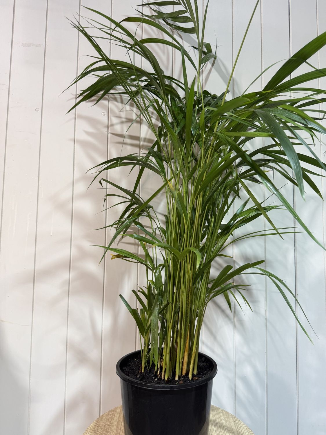 DYPSIS lutescens - 5Ltr - Golden Cane Palm