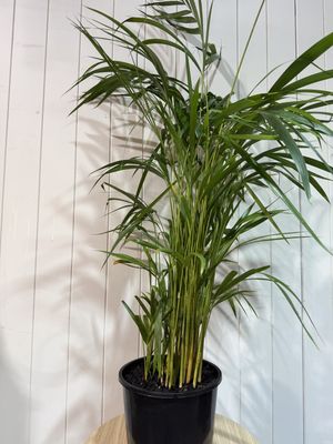 DYPSIS lutescens - 5Ltr - Golden Cane Palm
