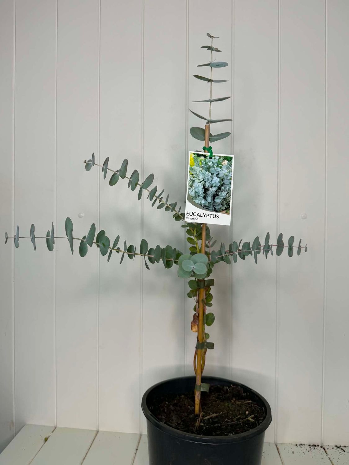 Eucalyptus Cinerea 'Argyle Apple' (Silver Dollar) –200ml