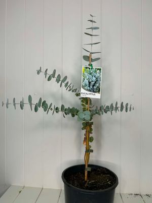 Eucalyptus Cinerea 'Argyle Apple' (Silver Dollar) –200ml