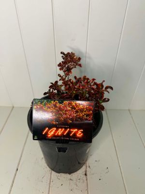 Coprosma 'Ignite' (Mirror Plant) – 170mm Pot