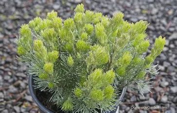 ADENANTHOS SERICEUS (Woolly Bush) - 140mm