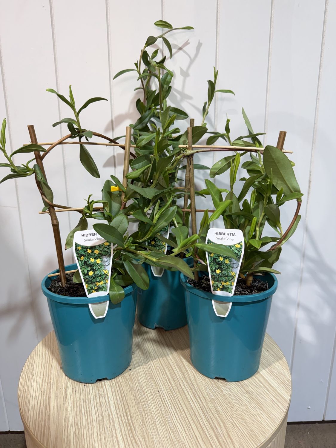 Hibbertia Scandens - Snake Vine -200mm