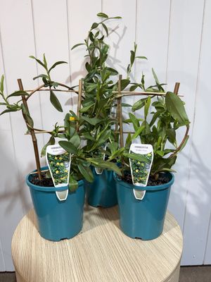 Hibbertia Scandens - Snake Vine -200mm