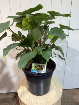 Homalomena Maggi - 250mm