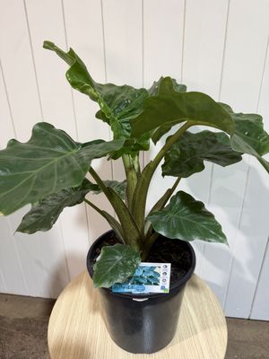 Alocasia – Low Rider - 200mm